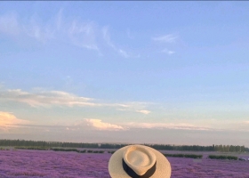 新疆伊犁霍城熏衣草最美的时间6月底