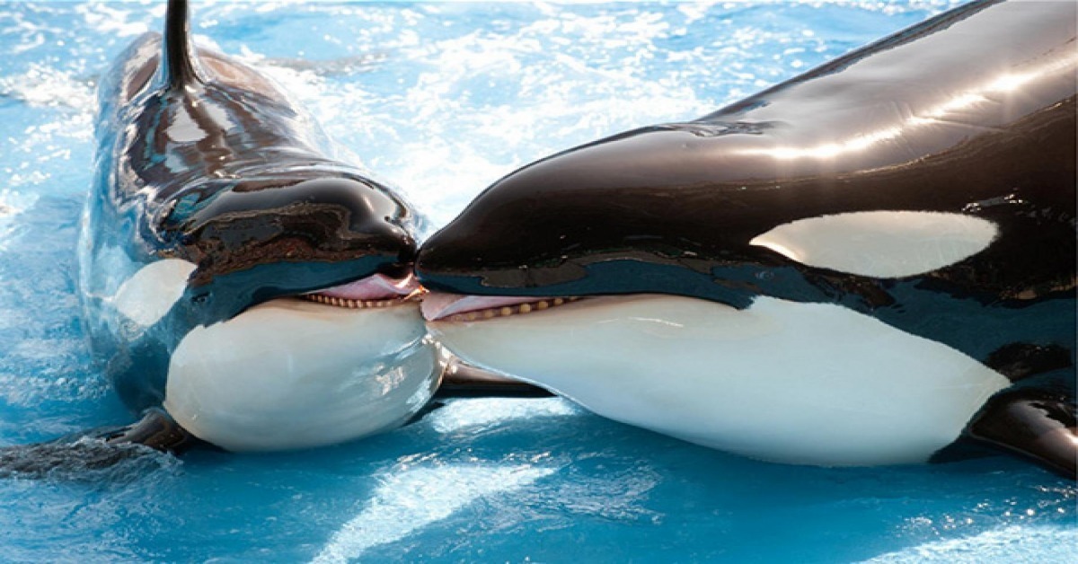100653610-killer-whales-seaworld-courtesy-facebook.1910x1000.jpg