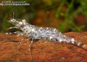 清潔鱼缸的觀赏虾，你認識幾種？