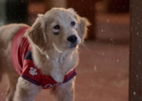 [迪士尼寶貝狗系列]【寶貝狗開心救聖誕/聖誕巴迪】2009